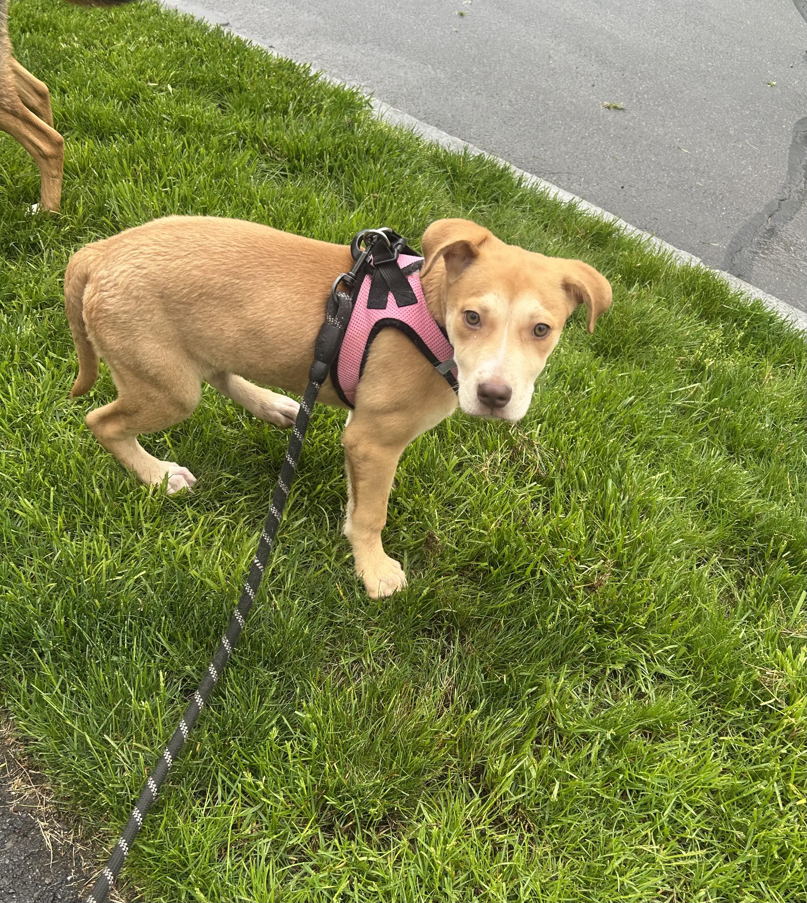 Enlarge Jolene (Beth-fostered in New England), a Adoptable mixed breed in Warwick, RI image 5/5