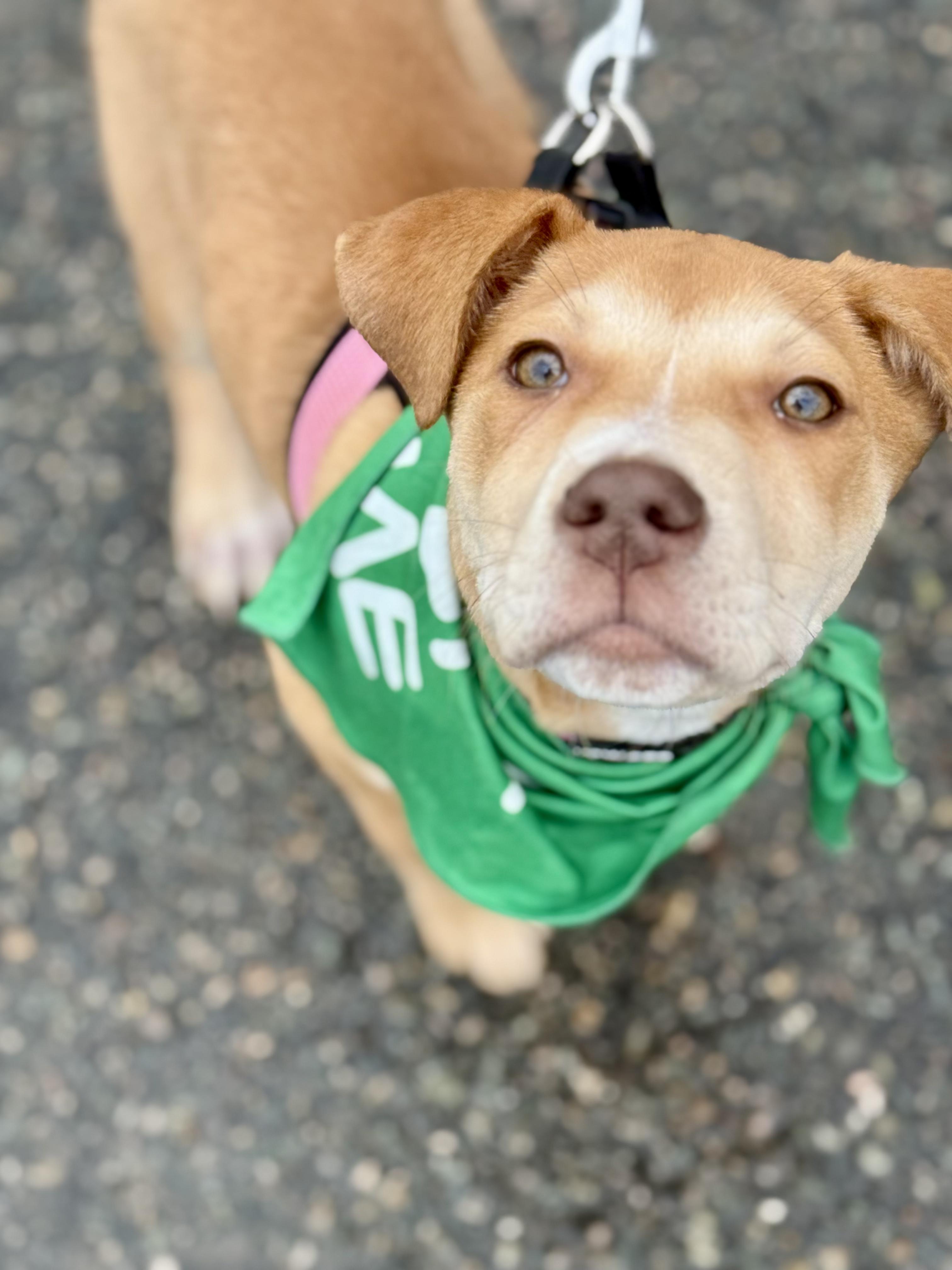 Enlarge Jolene (Beth-fostered in New England), a Adoptable mixed breed in Warwick, RI image 4/5