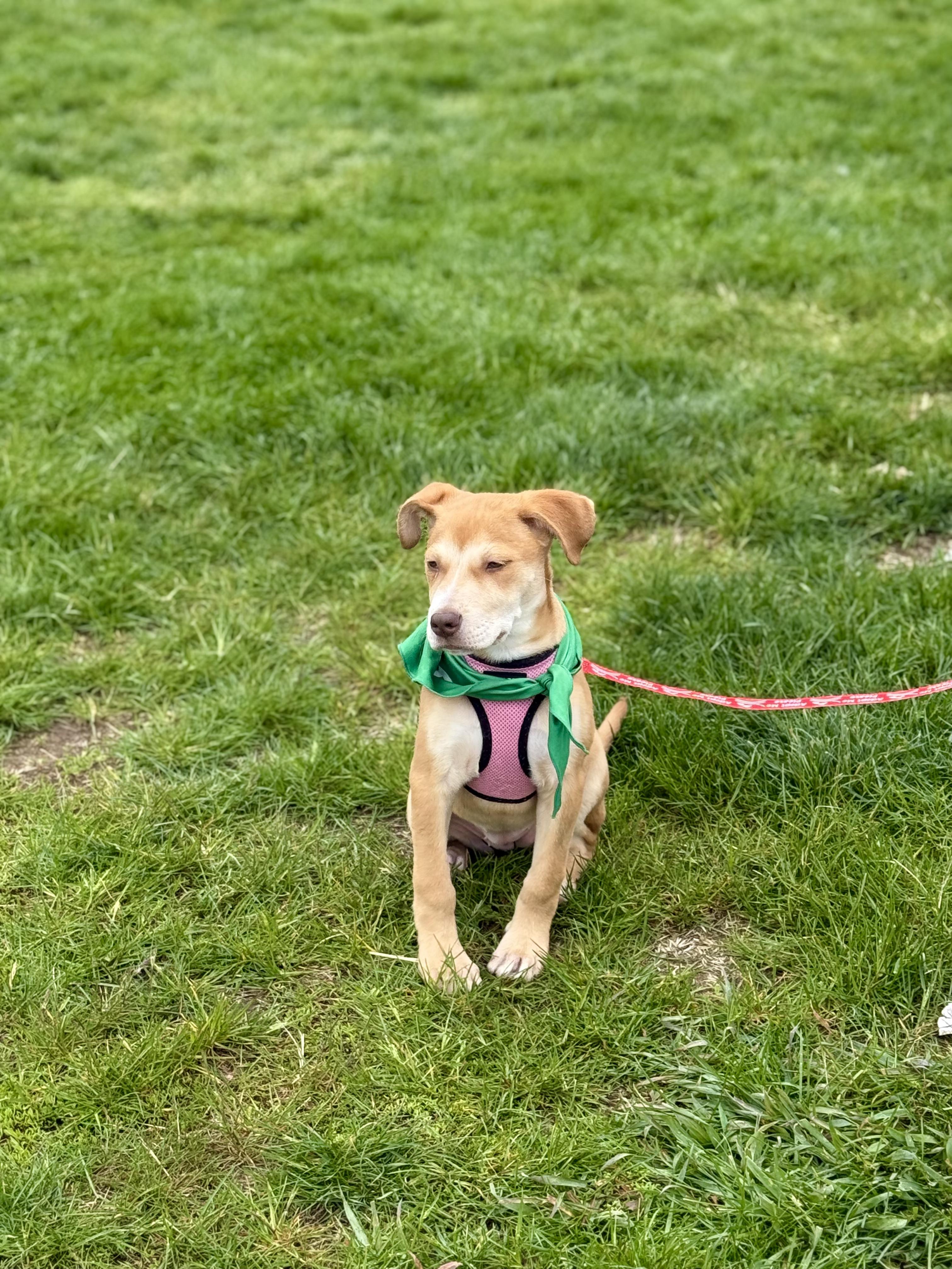 Enlarge Jolene (Beth-fostered in New England), a Adoptable mixed breed in Warwick, RI image 2/5