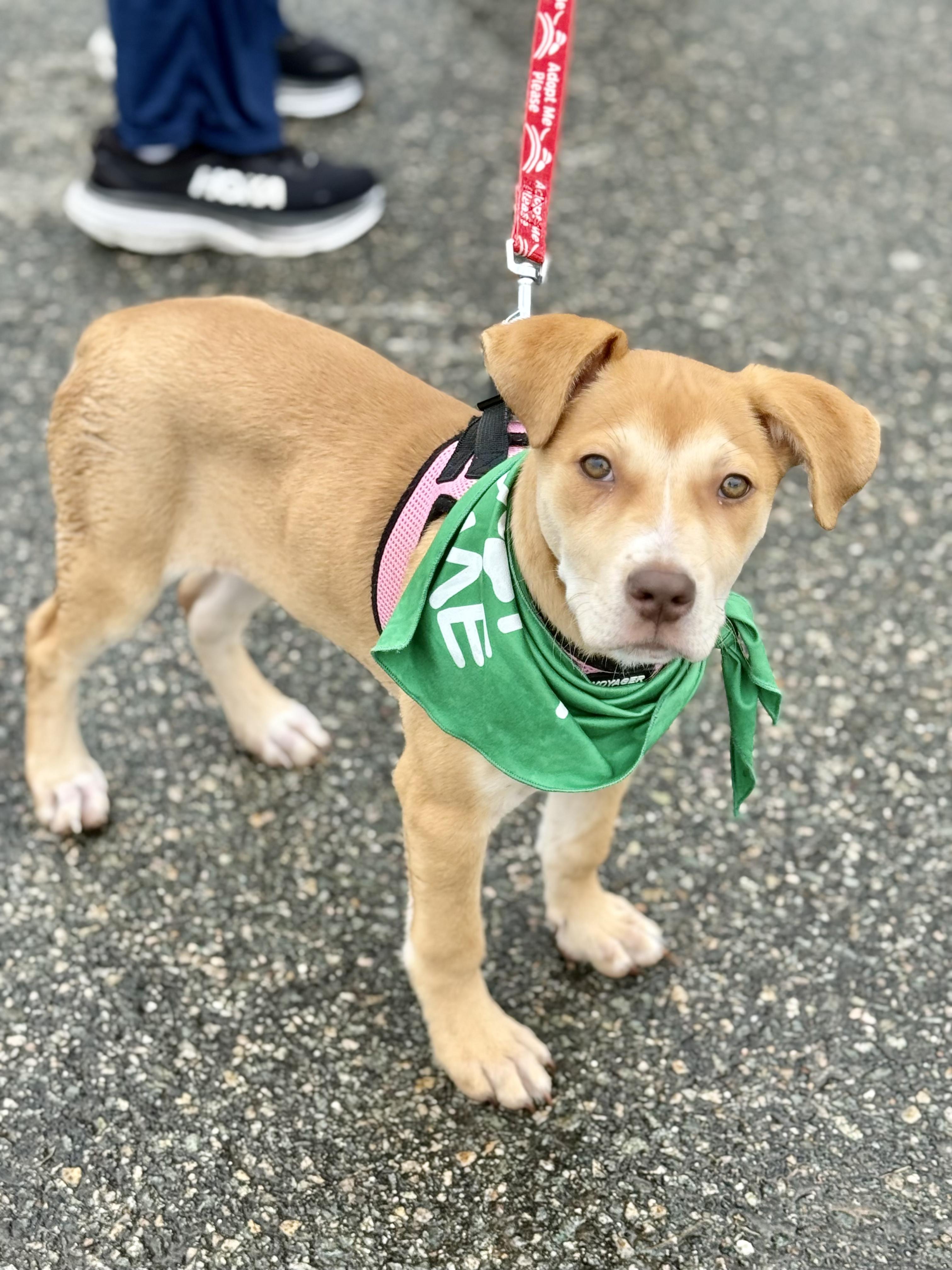 Jolene (Beth-fostered in New England), Adoptable, Puppy Female Yellow Labrador Retriever & Chihuahua.