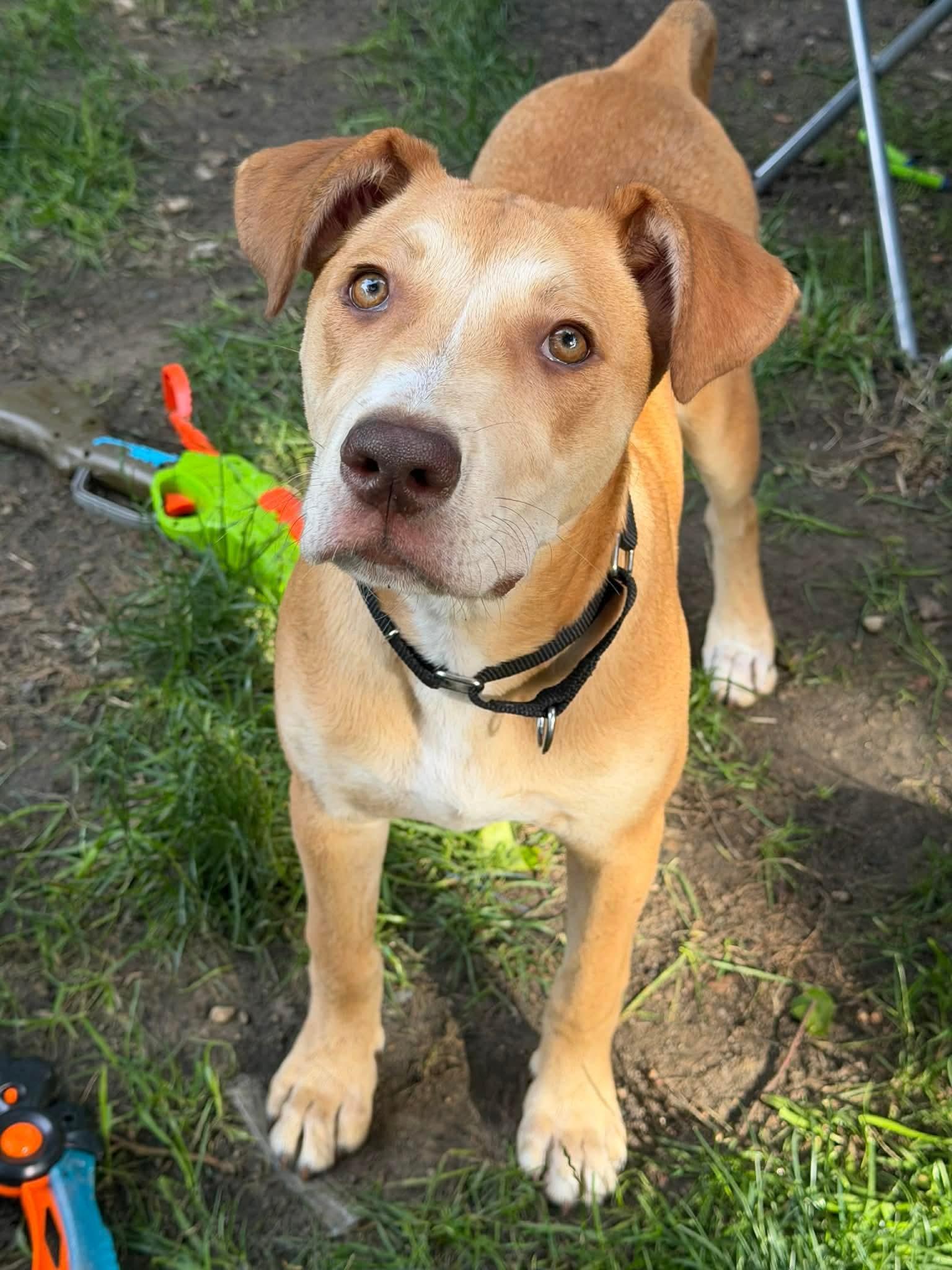 Enlarge Jolene (Nina-fostered in New England), a Adoptable mixed breed in Brooklyn, CT image 4/6