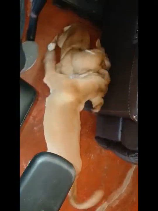 Enlarge Jolene (Lisa-fostered in TN), a Adoptable mixed breed in Warwick, RI video 5/6