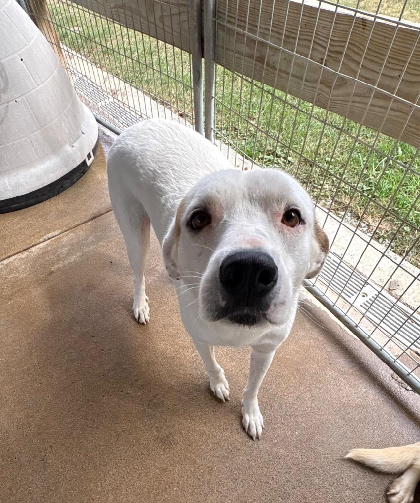 Enlarge Kassie, a Adoptable mixed breed in Fayetteville, TN image 1/4