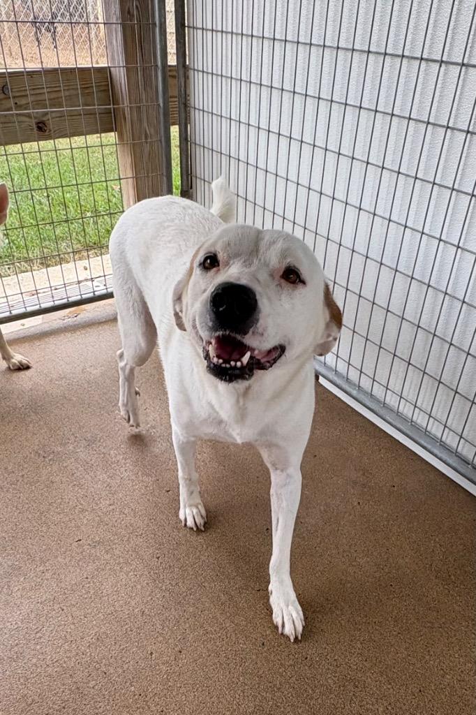 Enlarge Kassie, a Adoptable mixed breed in Fayetteville, TN image 2/4