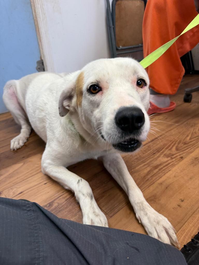 Enlarge Kassie, a Adoptable mixed breed in Fayetteville, TN image 3/4
