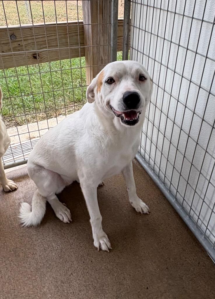 Enlarge Kassie, a Adoptable mixed breed in Fayetteville, TN image 4/4