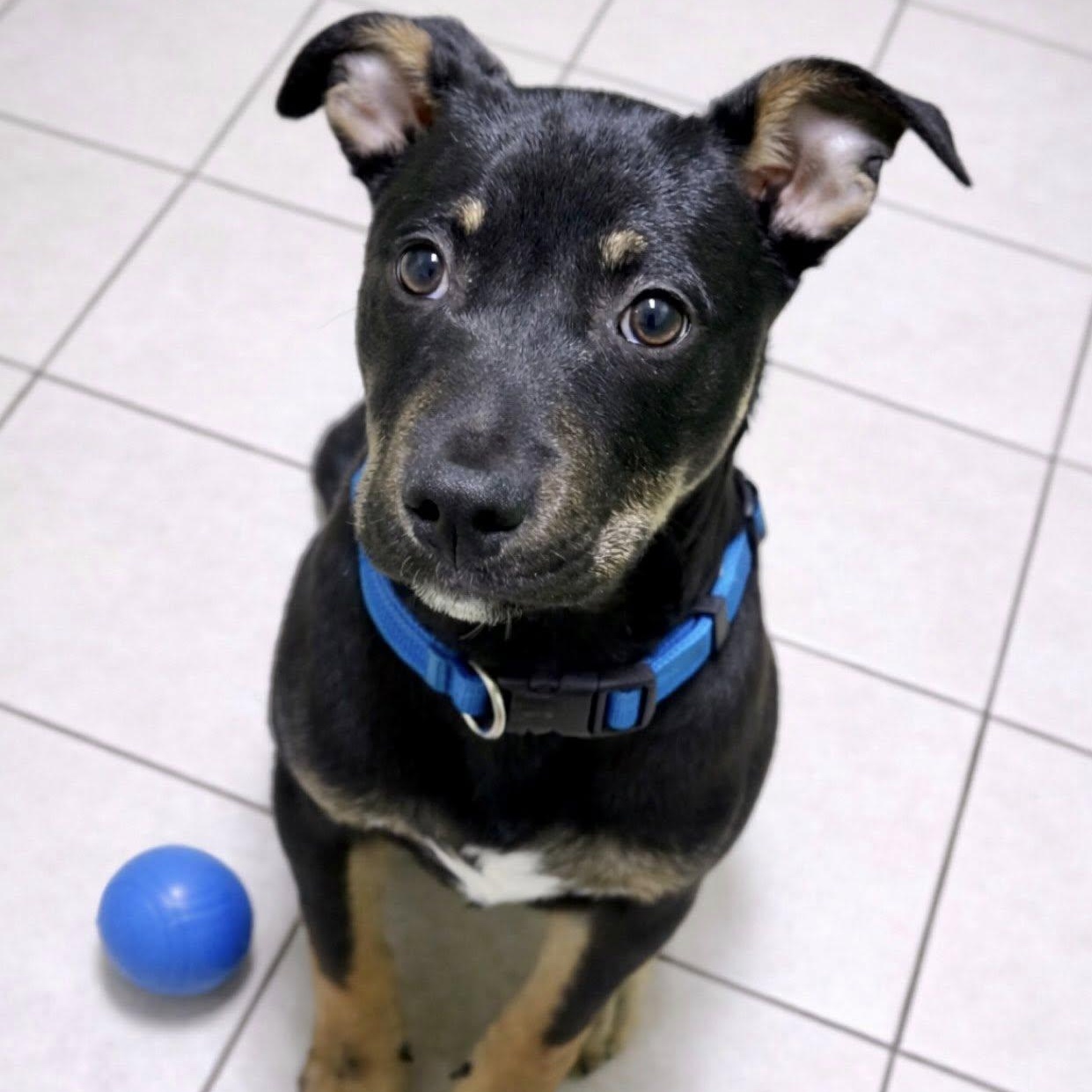 Milton, adopted, Puppy Male Shepherd.