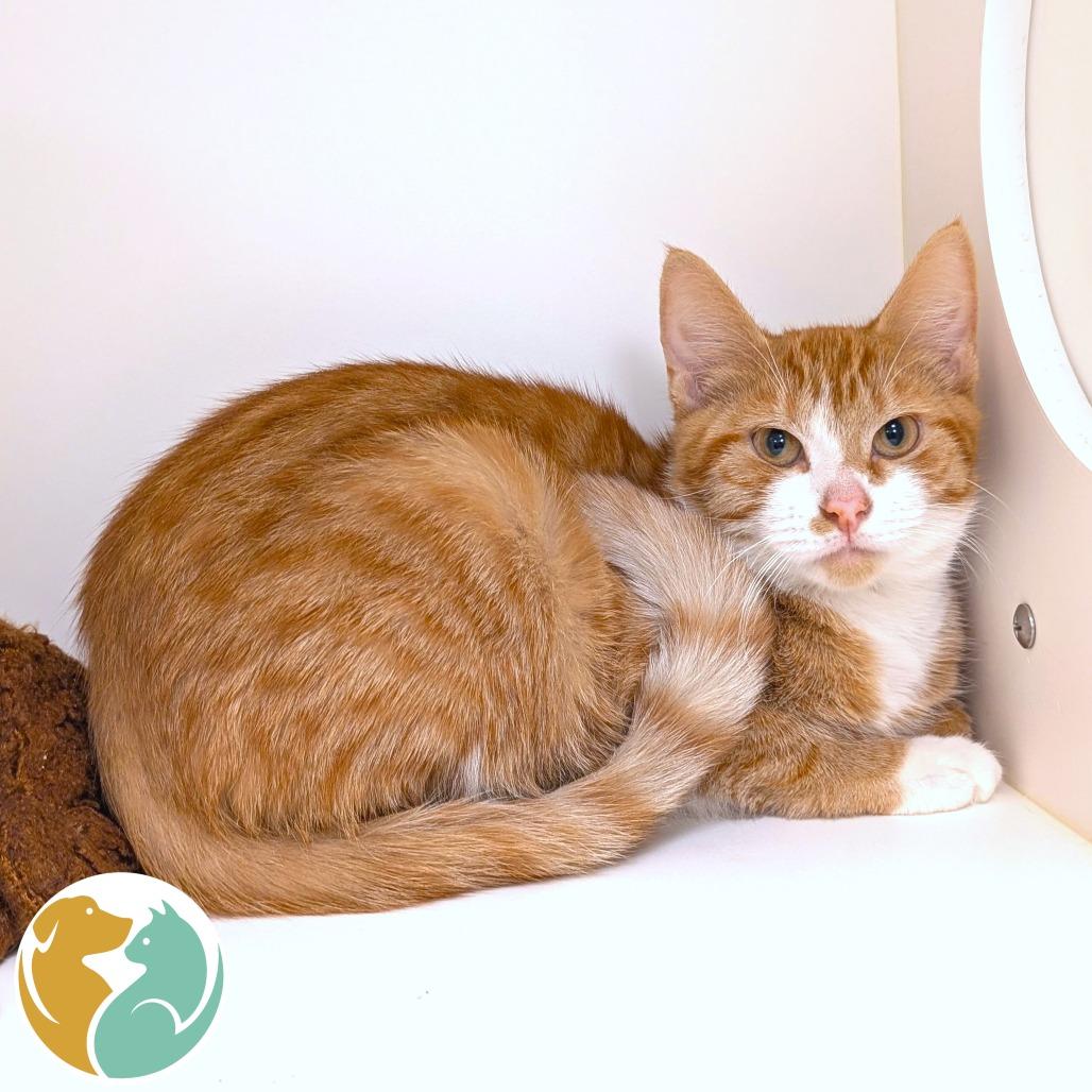 Kitty, Adoptable, Young Female Domestic Short Hair.