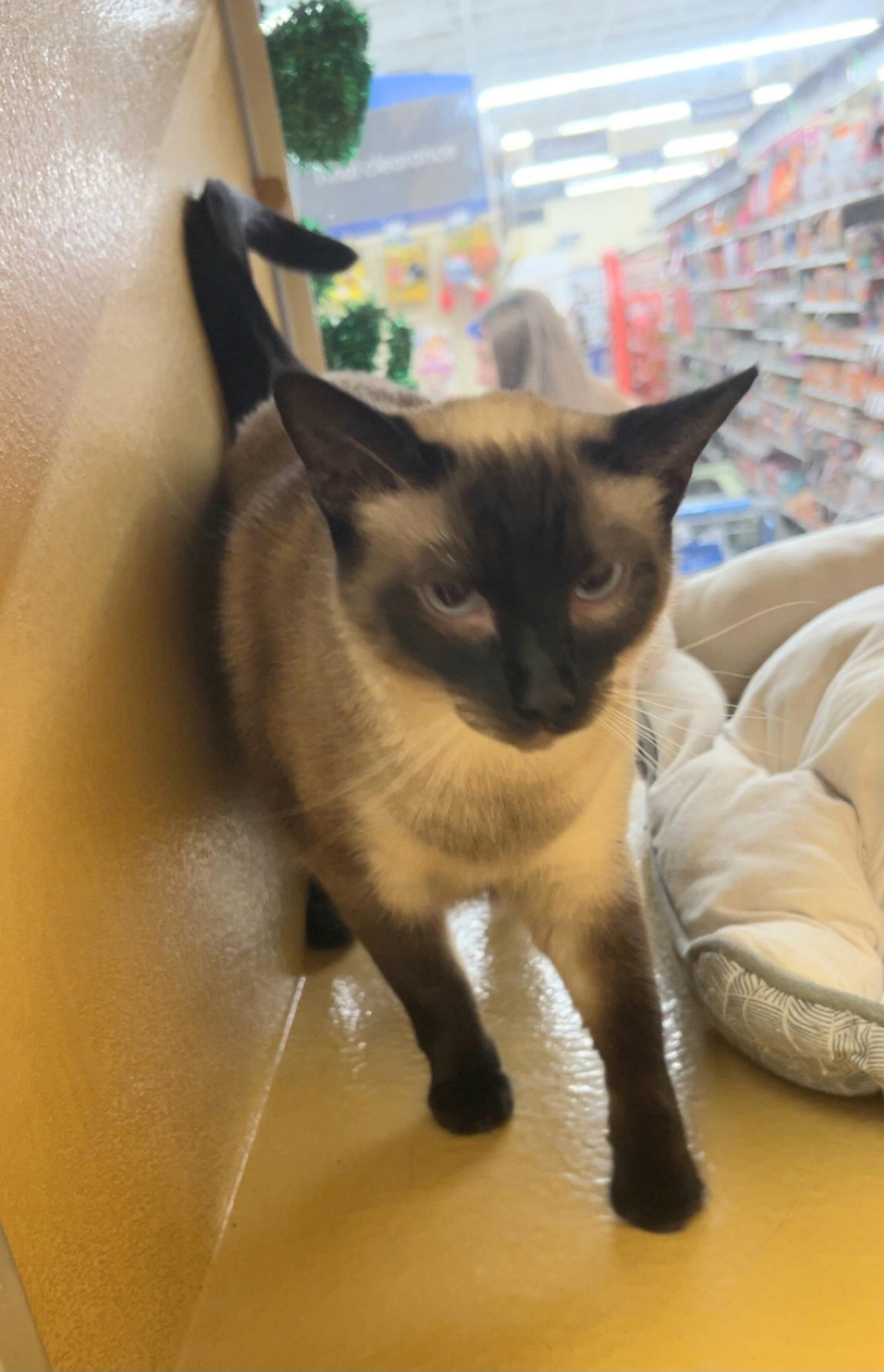 Sarany, a Adoptable mixed breed in Albuquerque, NM image 3/5