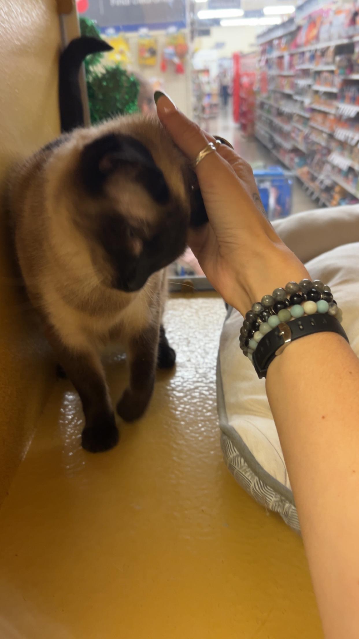 Sarany, a Adoptable mixed breed in Albuquerque, NM image 2/5