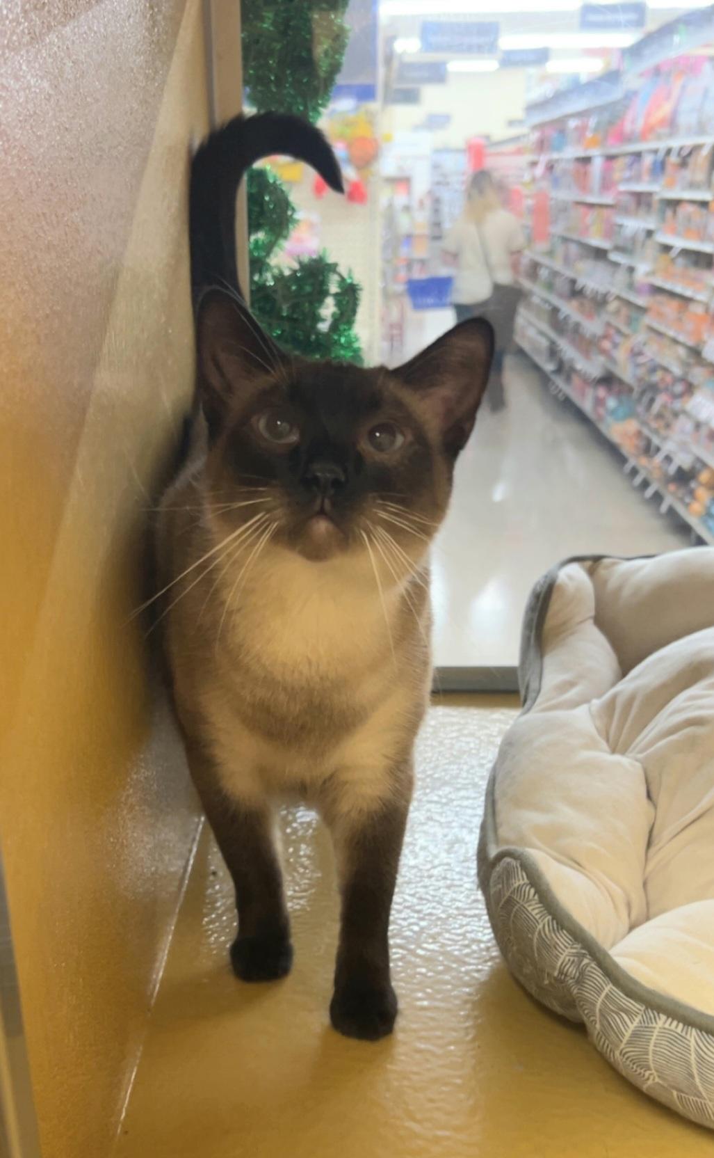 Sarany, a Adoptable mixed breed in Albuquerque, NM image 1/5