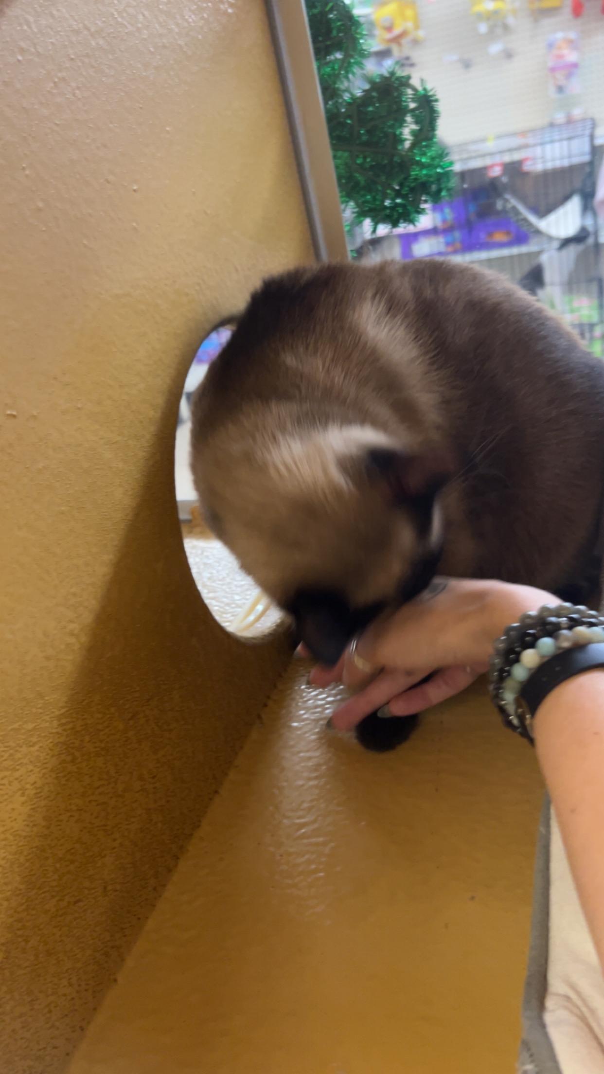 Sarany, a Adoptable mixed breed in Albuquerque, NM image 4/5