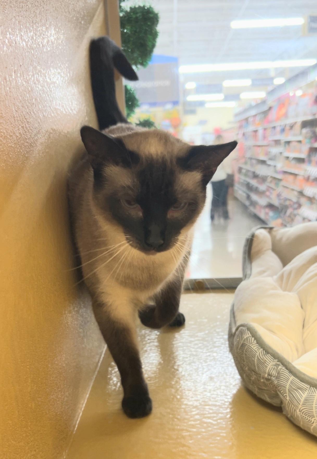 Sarany, a Adoptable mixed breed in Albuquerque, NM image 5/5