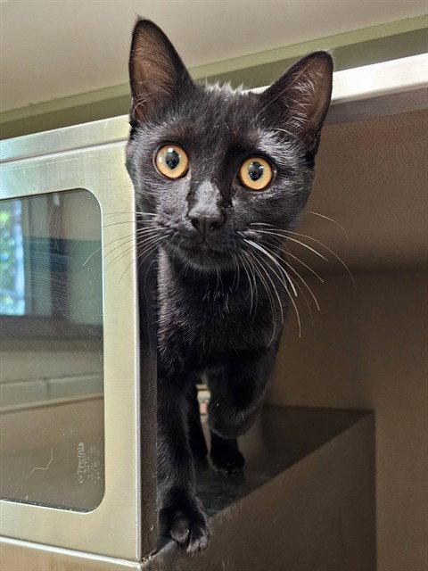 YOYO, Adoptable, Young Male Domestic Short Hair.