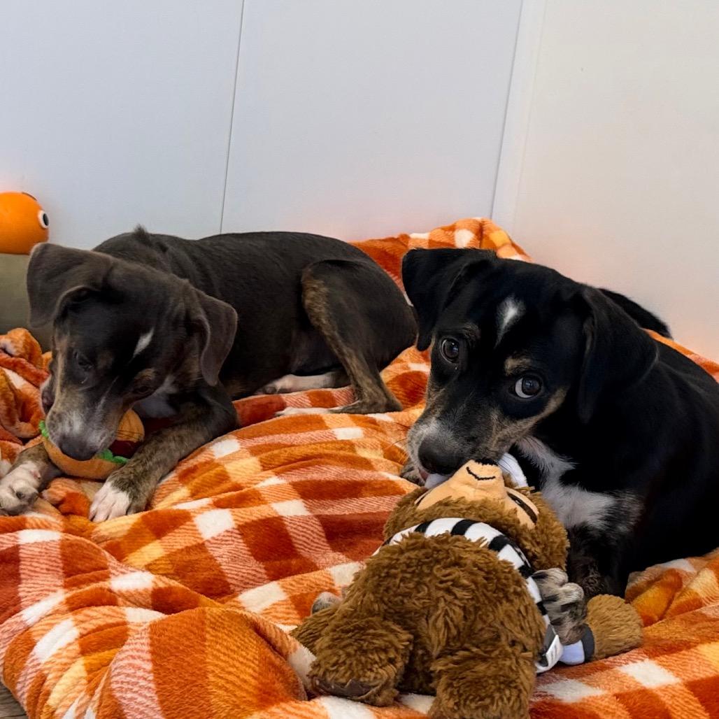 Enlarge Tamera, a Adoptable mixed breed in Green Bay, WI image 1/6