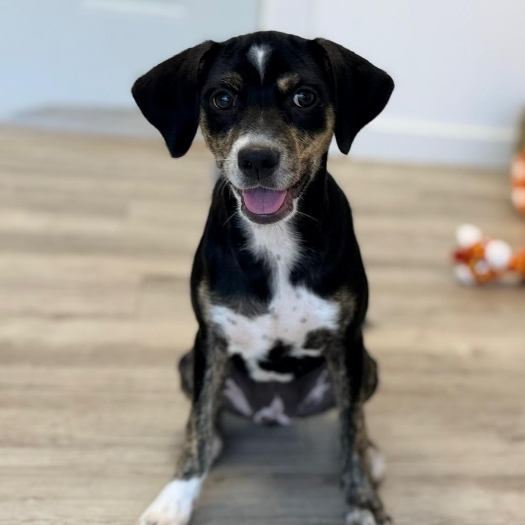 Enlarge Tamera, a Adoptable mixed breed in Green Bay, WI image 3/6