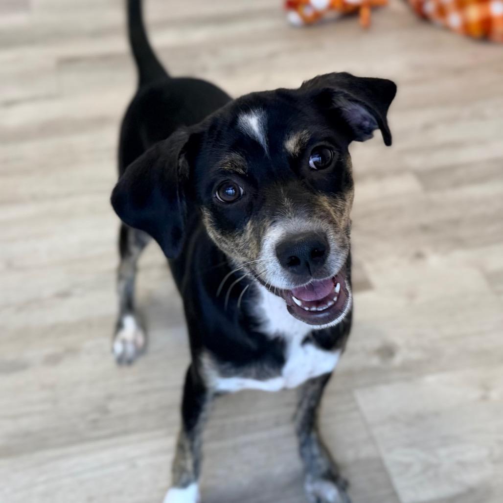 Enlarge Tamera, a Adoptable mixed breed in Green Bay, WI image 4/6