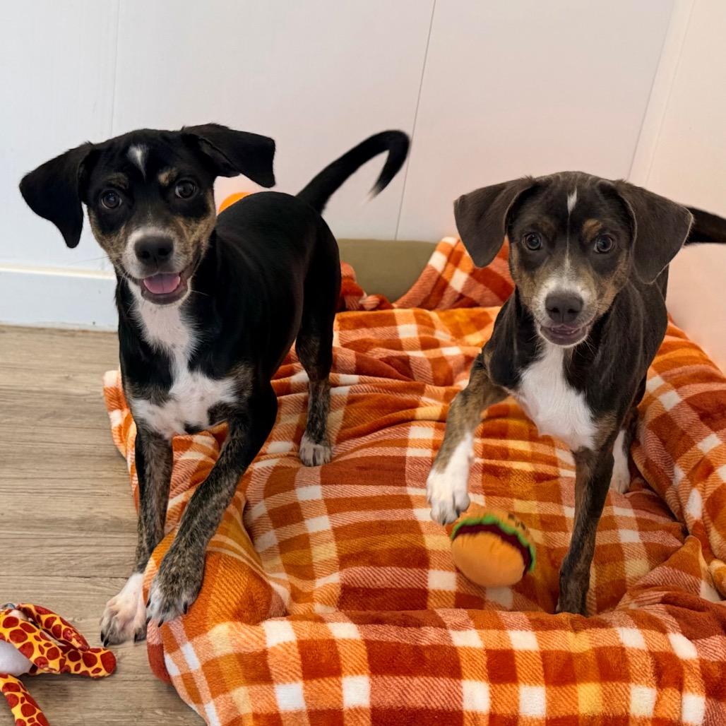 Enlarge Tamera, a Adoptable mixed breed in Green Bay, WI image 5/6