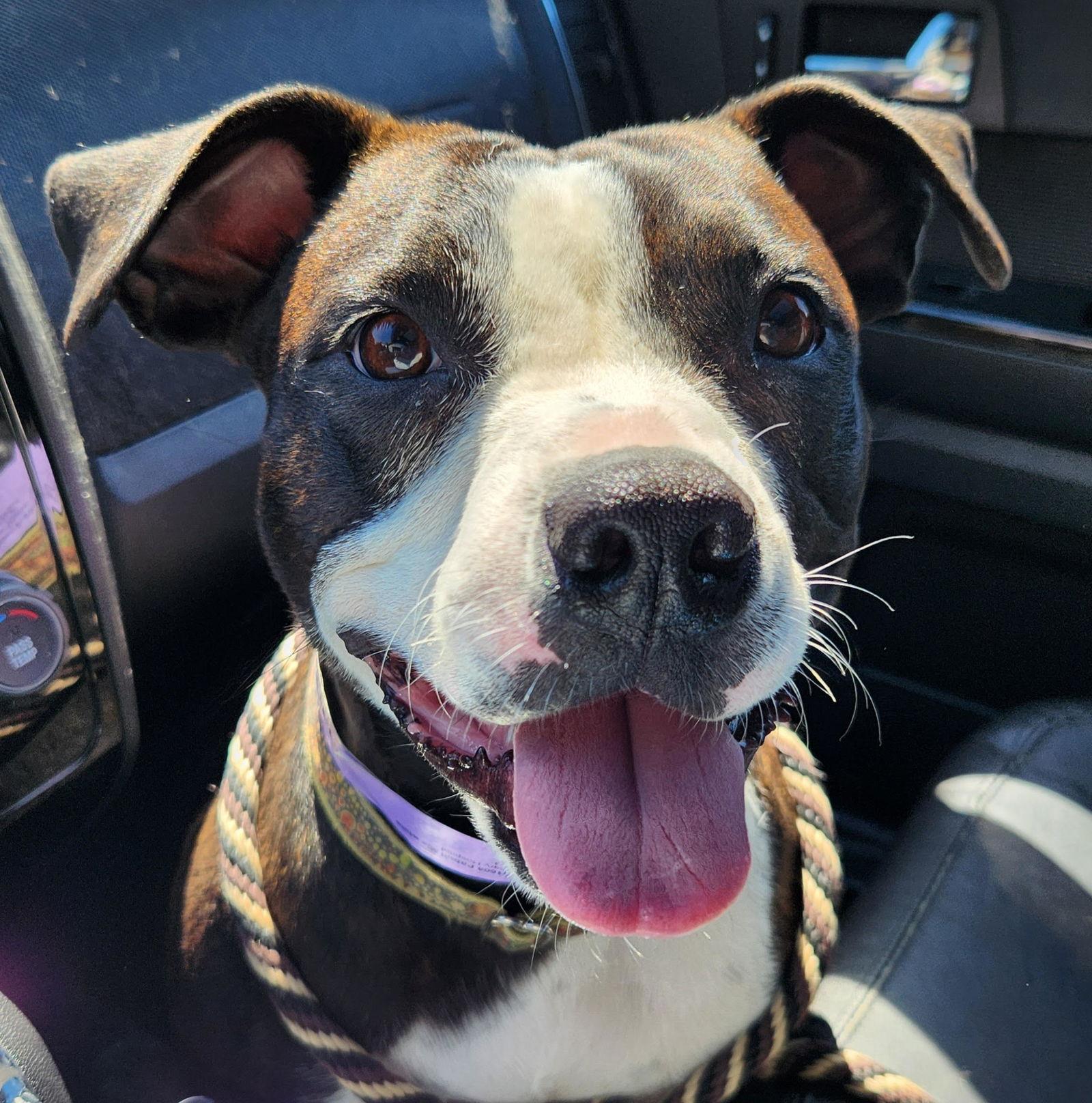 Raspberry Beret, Adoptable, Adult Female Boxer.