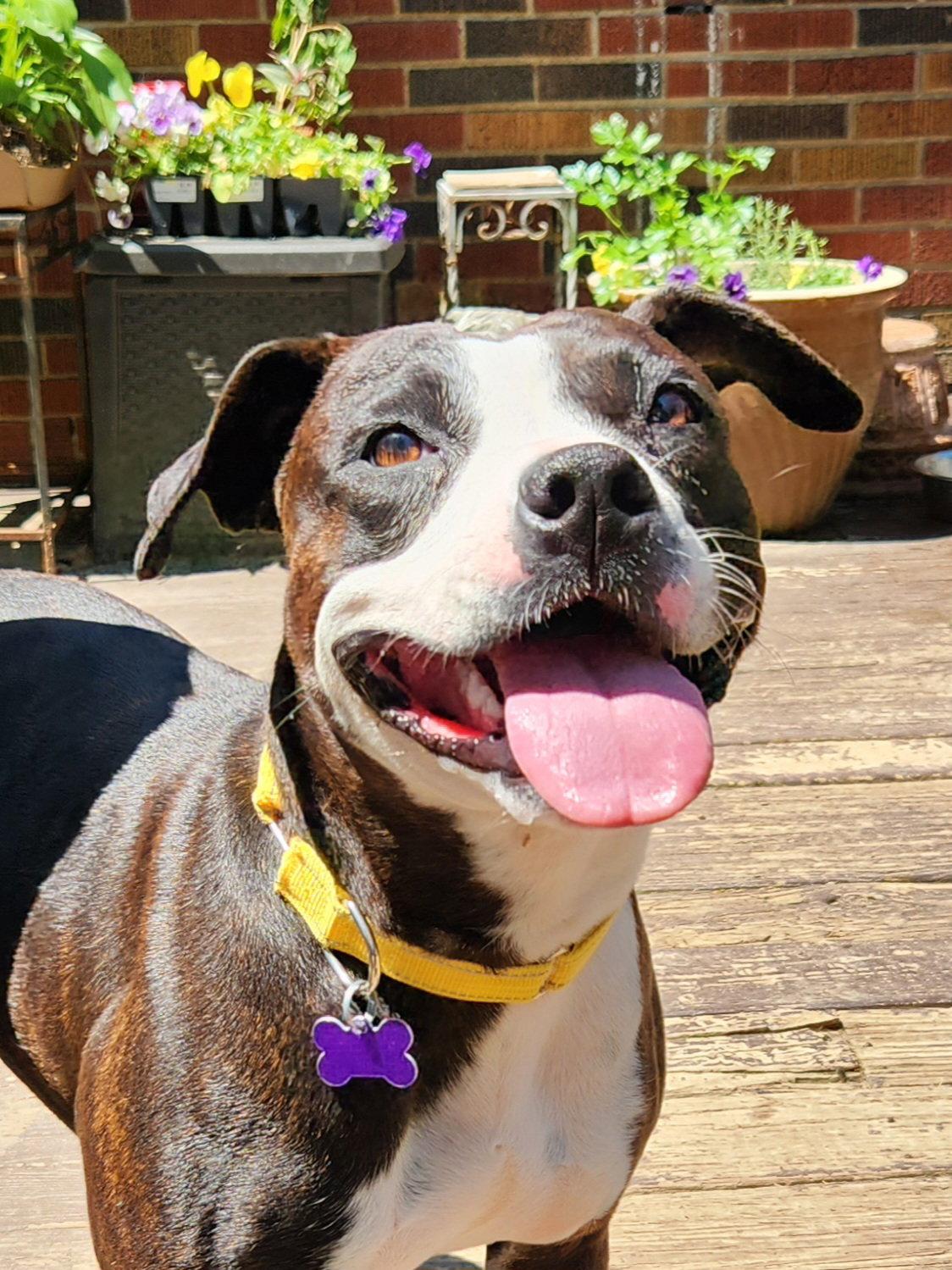Raspberry Beret, a Adoptable Pit Bull Terrier in St. Louis, MO image 2/3