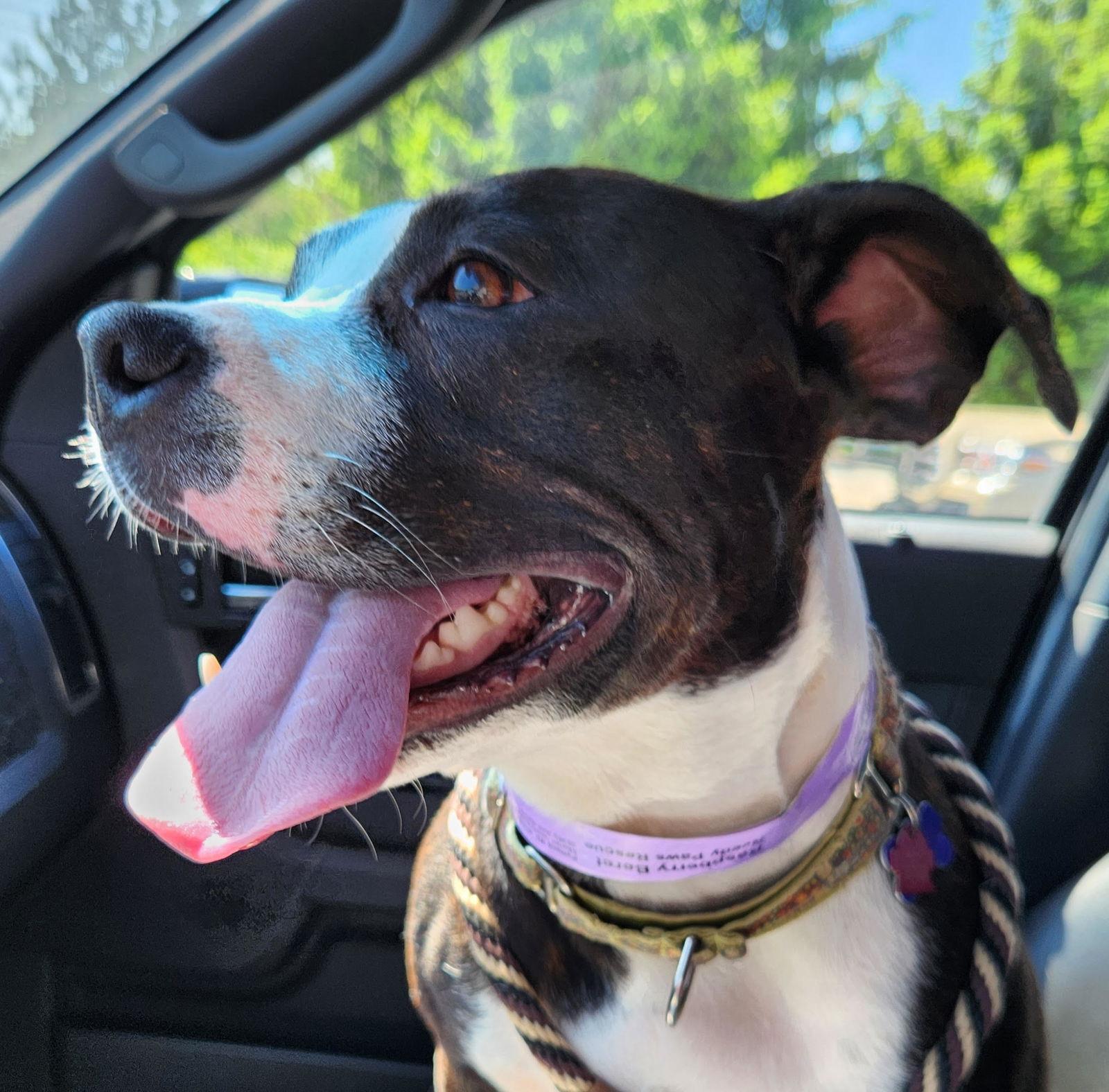 Raspberry Beret, a Adoptable Boxer in St. Louis, MO image 3/3