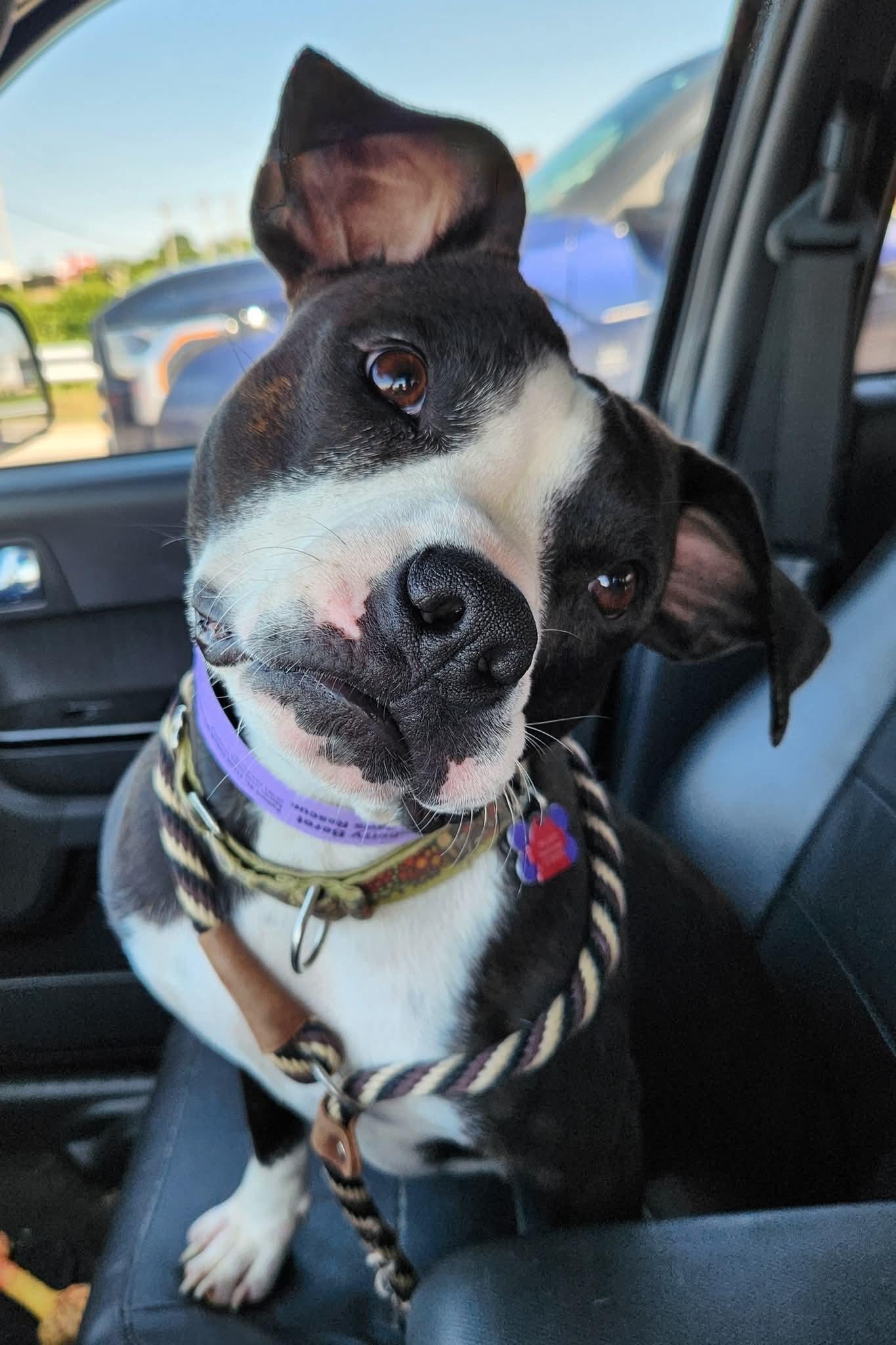 Raspberry Beret, a Adoptable Pit Bull Terrier in St. Louis, MO image 3/3