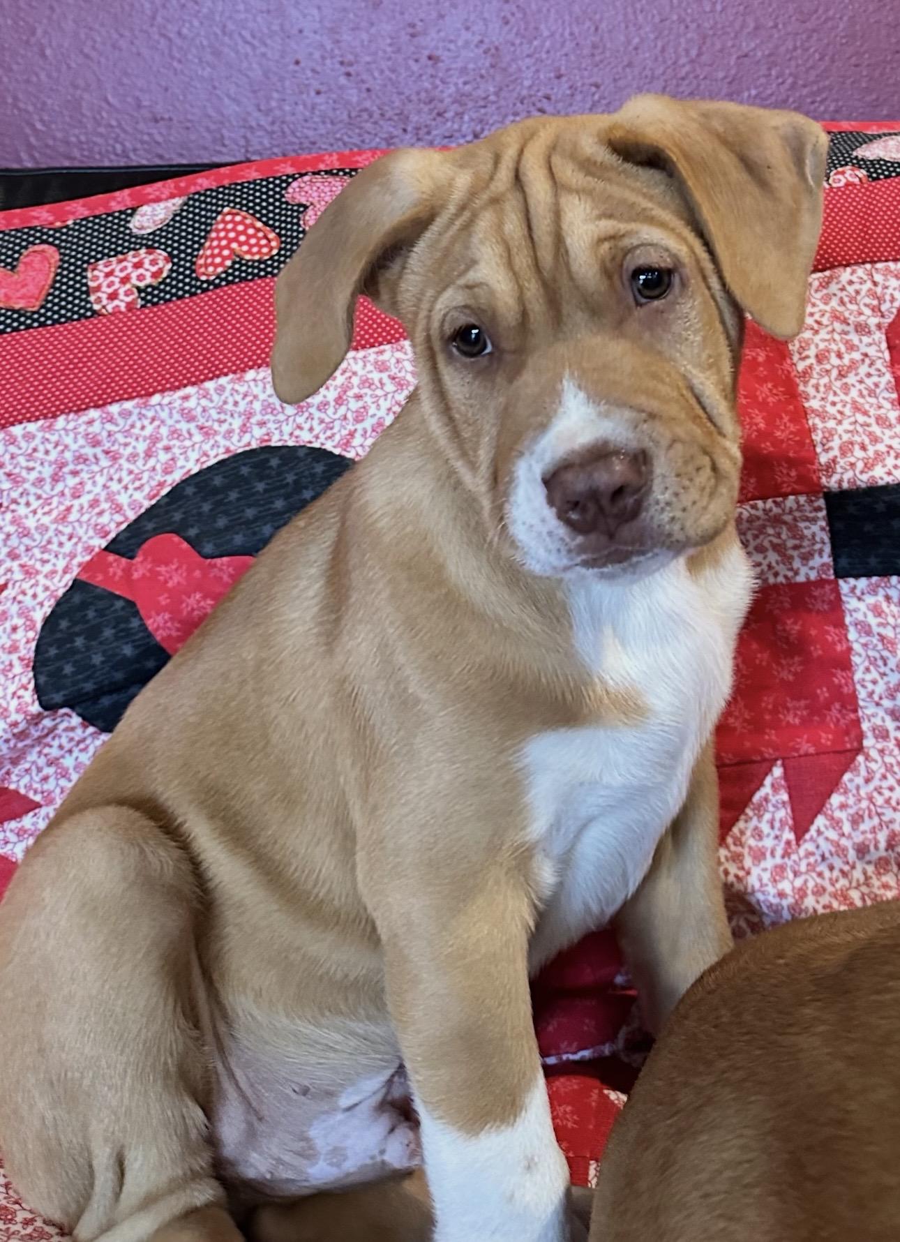 Enlarge Merle (Haggard), a ADOPTABLE mixed breed in Beaverton, OR image 2/2