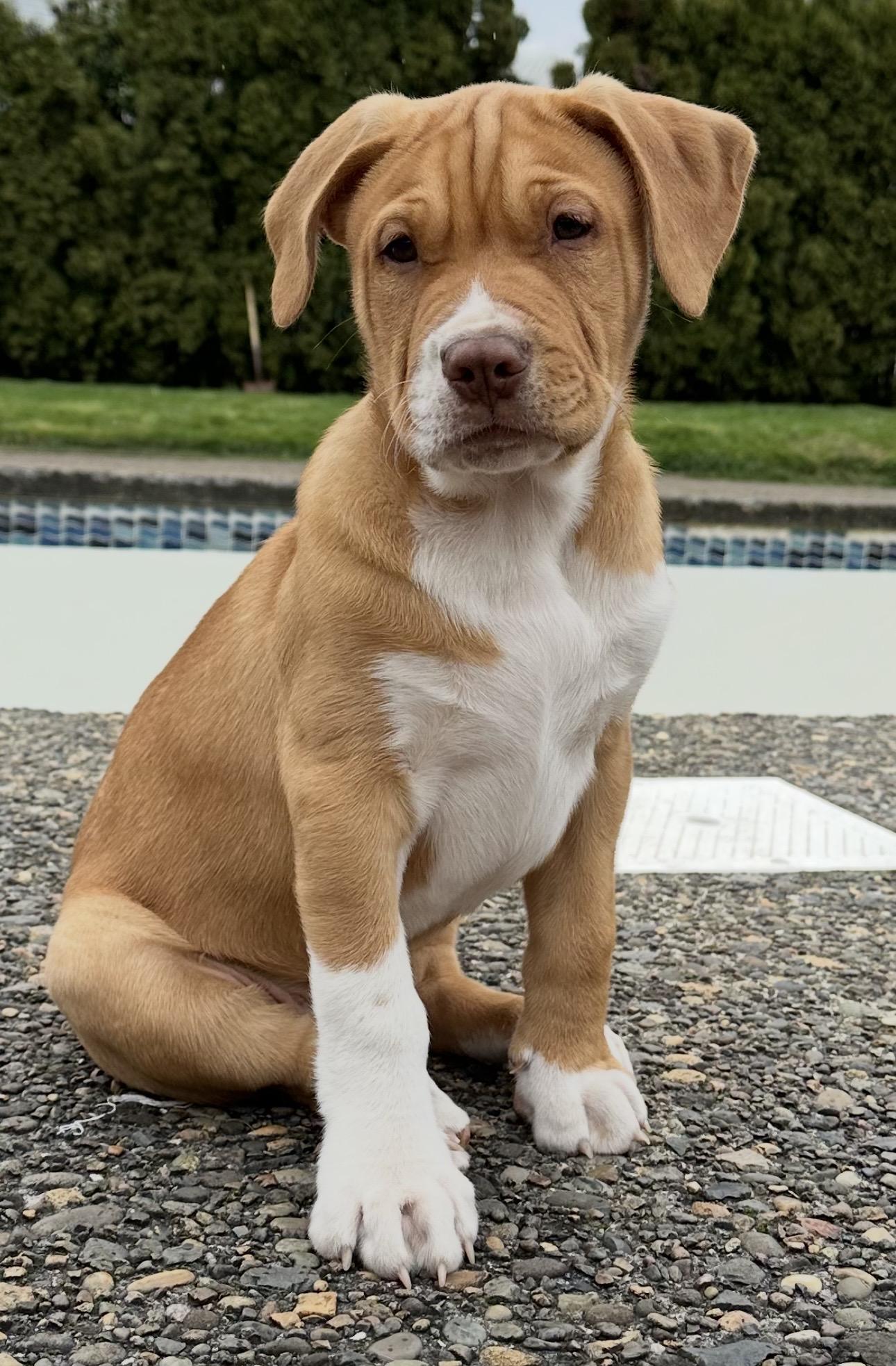 Enlarge Merle (Haggard), a ADOPTABLE mixed breed in Beaverton, OR image 1/2
