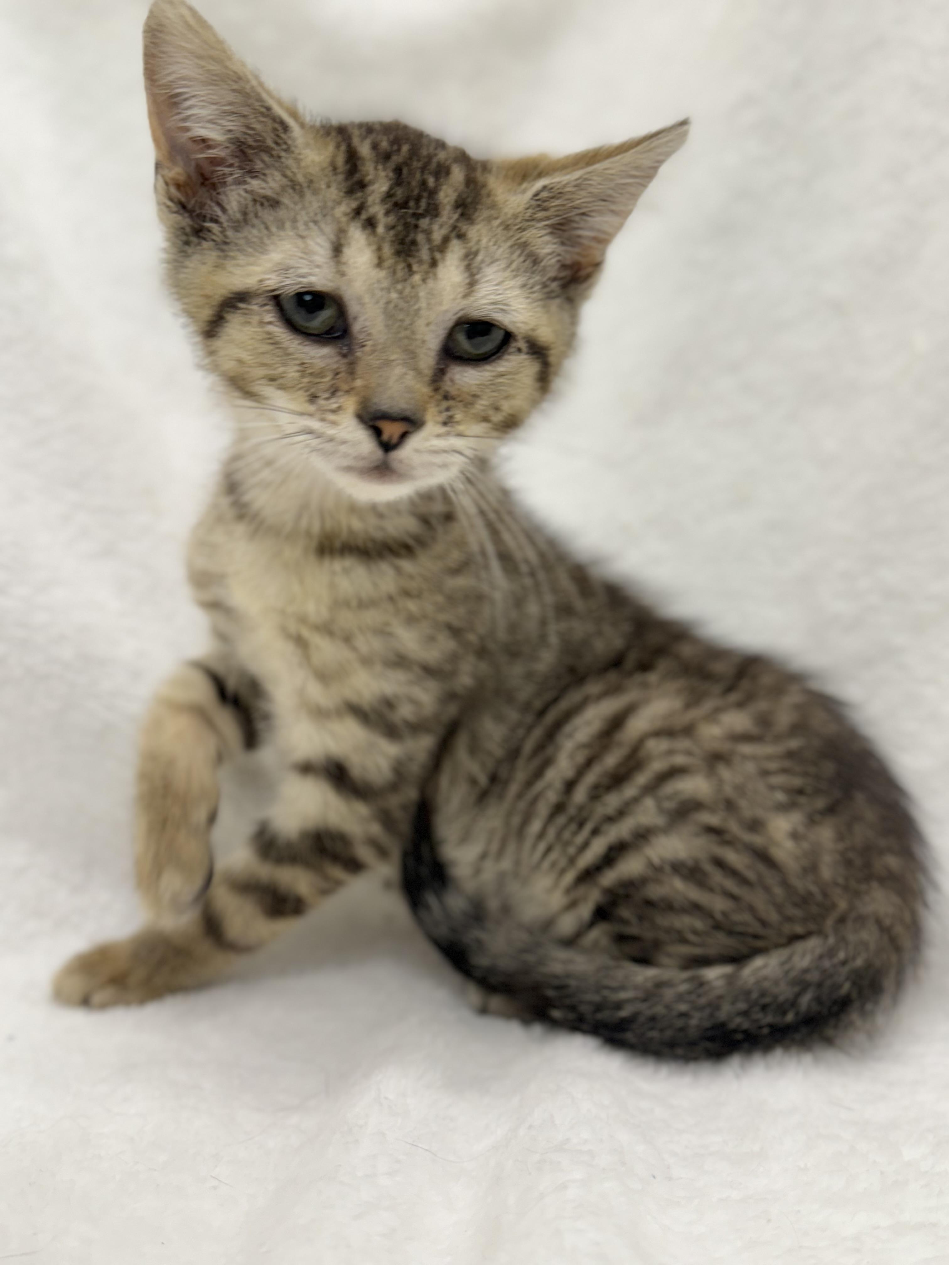 Egg Roll, Adoptable, Kitten Male Domestic Short Hair & Tabby.