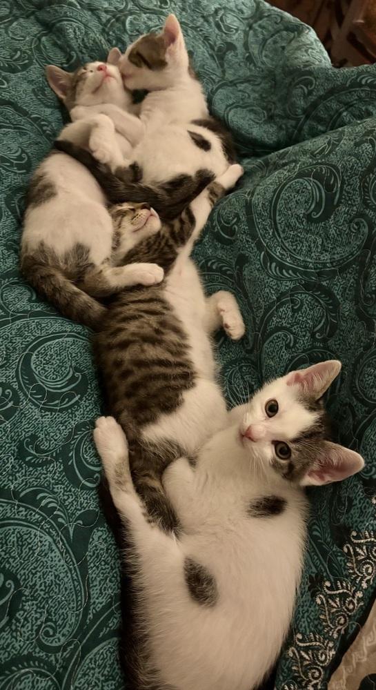 Dannie, Adoptable, Kitten Male Domestic Short Hair & Tabby.