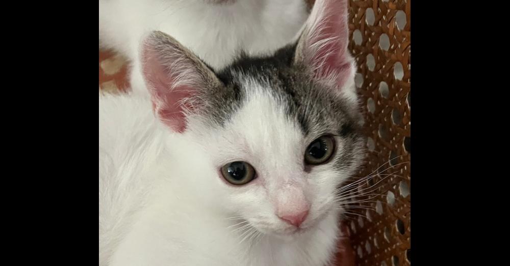 Dannie, a Adoptable mixed breed in Henrico, VA image 2/4