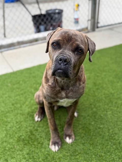 DINKY, Adoptable, Young Male Cane Corso.