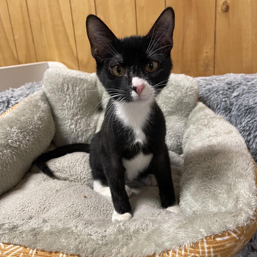SALEM (Bonded w/Onyx), Baby Male Domestic Short Hair
