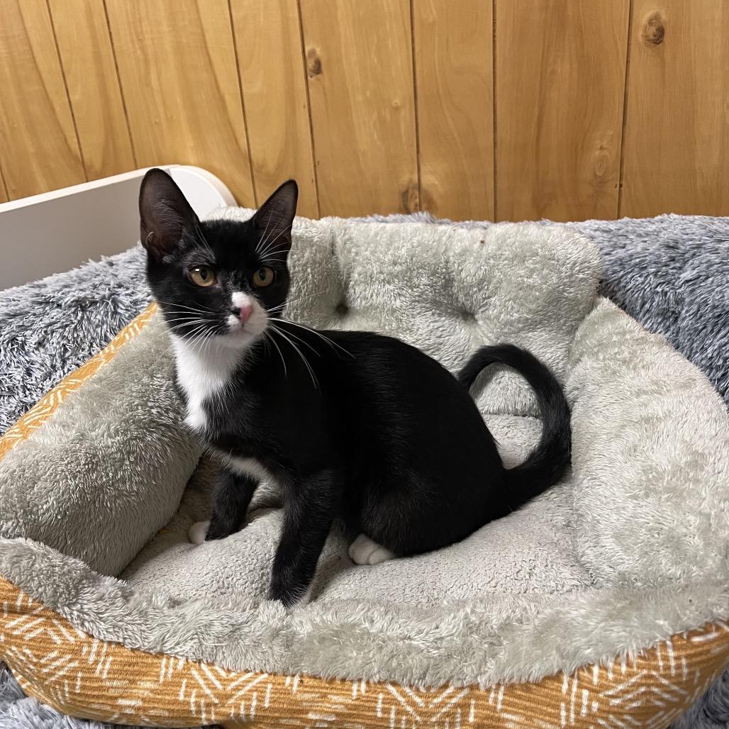 SALEM (Bonded w/Onyx) photo 2