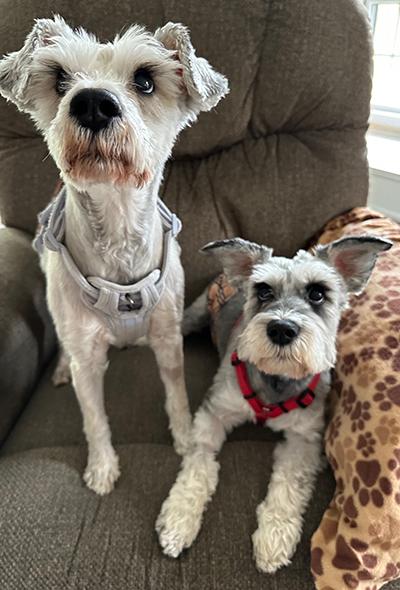 Chance, Adoptable, Adult Male Miniature Schnauzer.