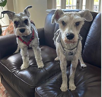 Chance, a Adoptable Miniature Schnauzer in Miamisburg, OH image 2/4