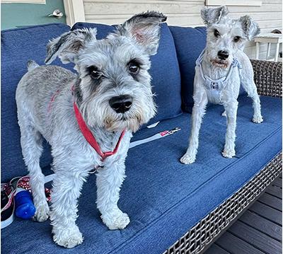 Chance, a Adoptable Miniature Schnauzer in Miamisburg, OH image 3/4