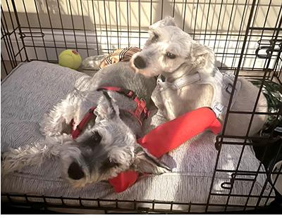 Chance, a Adoptable Miniature Schnauzer in Miamisburg, OH image 4/4