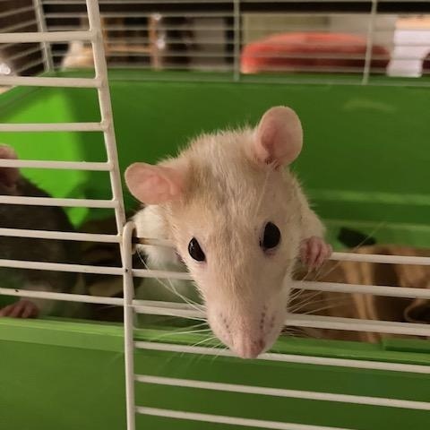 Enlarge Quiche and Lorraine, a ADOPTABLE Rat in Scottsdale, AZ image 2/2