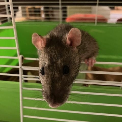 Enlarge Quiche and Lorraine, a ADOPTABLE Rat in Scottsdale, AZ image 1/2