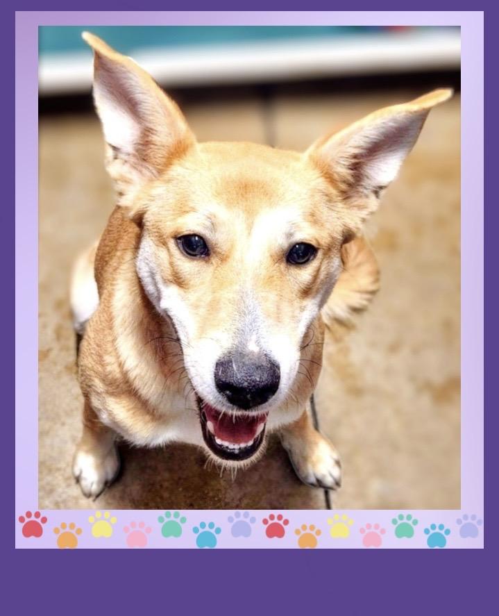 Enlarge Galinda, a ADOPTABLE mixed breed in Westfield, NY image 3/6