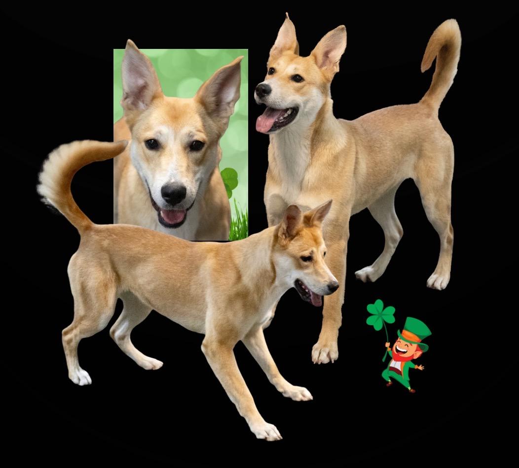 Enlarge Galinda, a ADOPTABLE mixed breed in Westfield, NY image 5/6