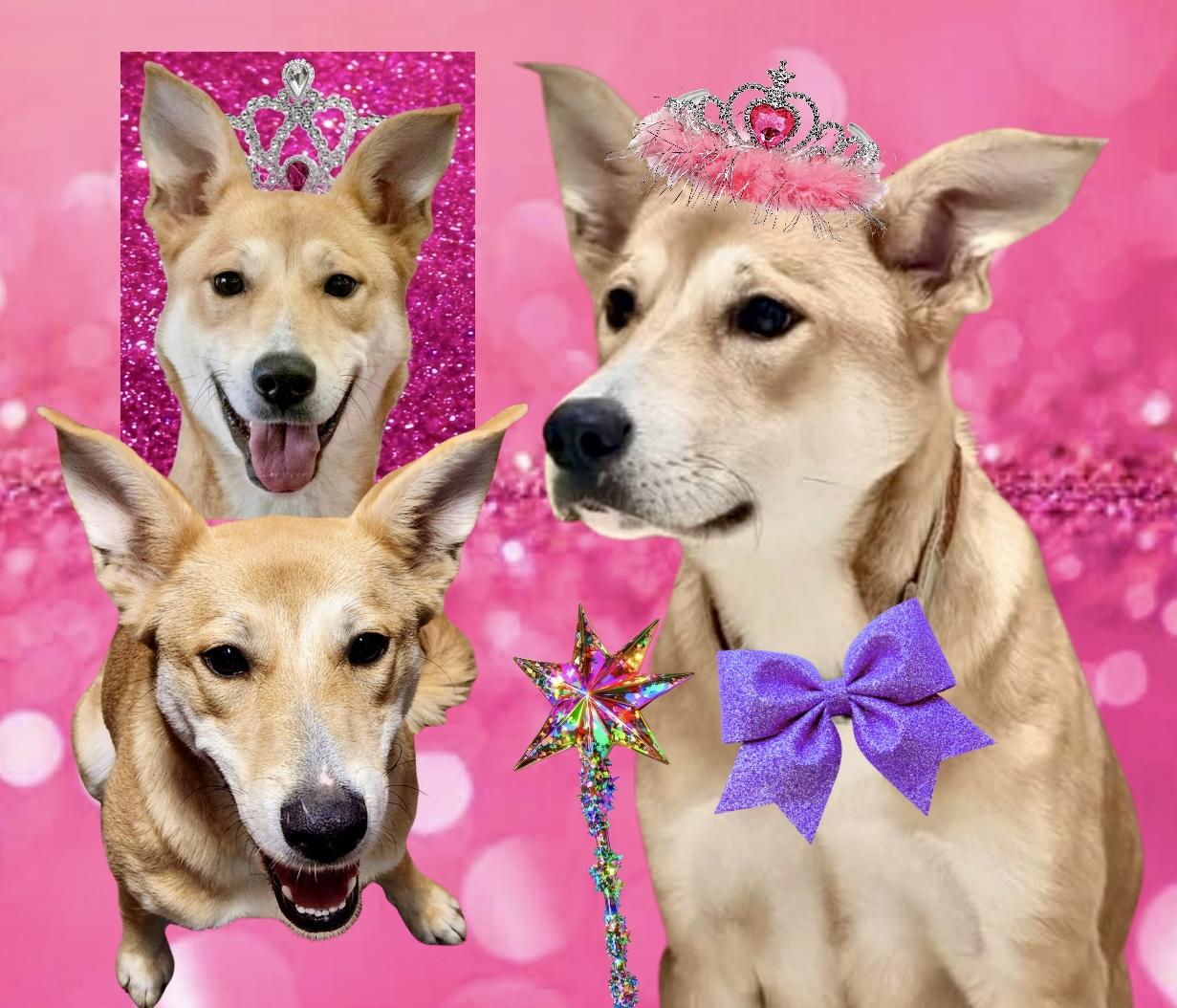 Galinda, ADOPTABLE, Adult Female Shepherd & Labrador Retriever.