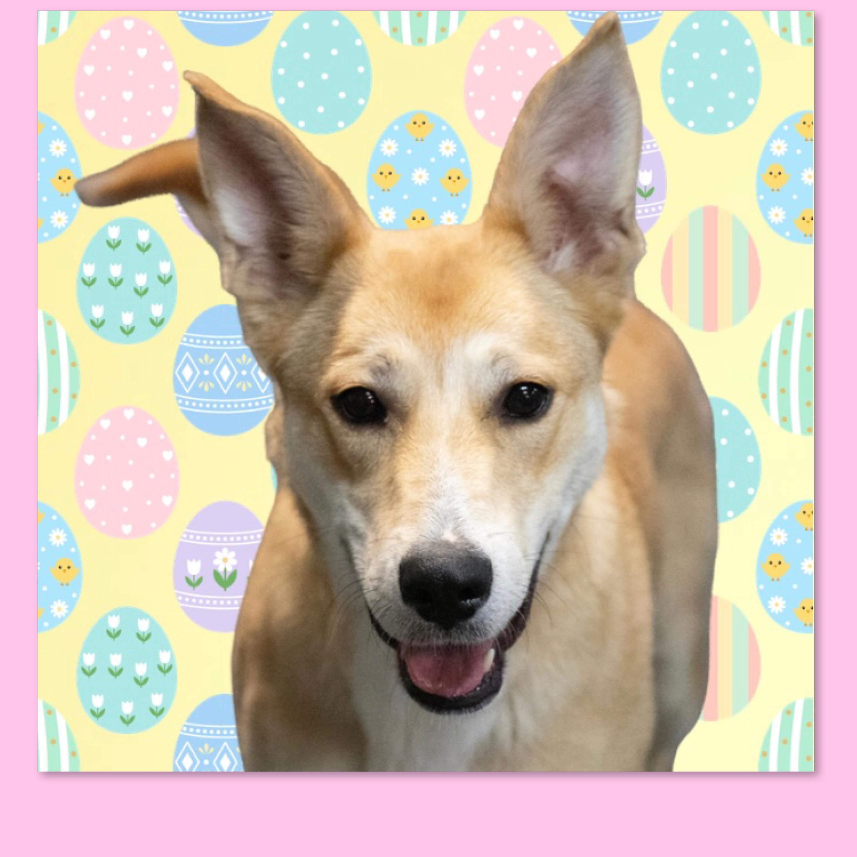 Galinda, ADOPTABLE, Adult Female Shepherd & Labrador Retriever.