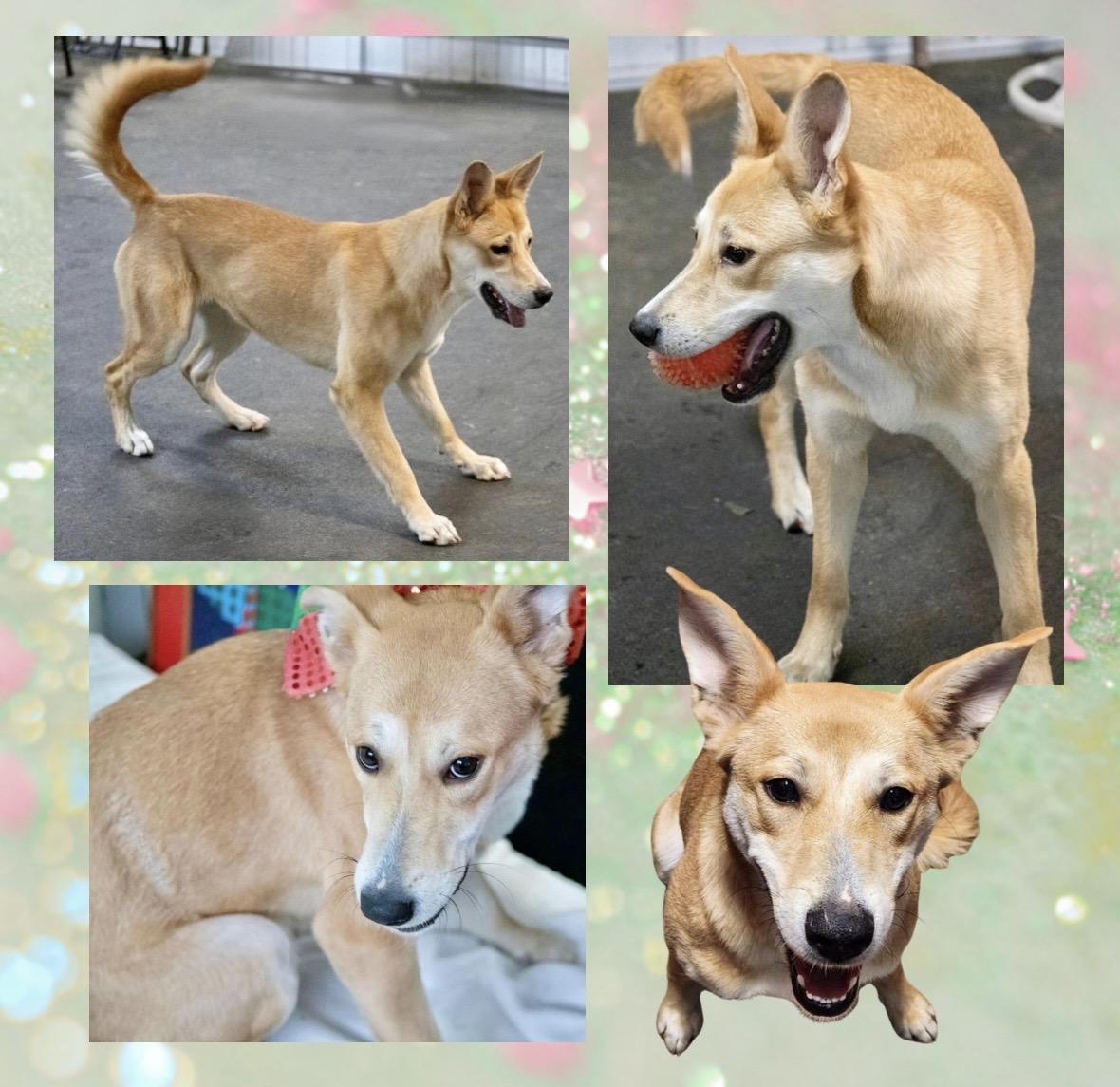 Enlarge Galinda, a ADOPTABLE mixed breed in Westfield, NY image 2/6