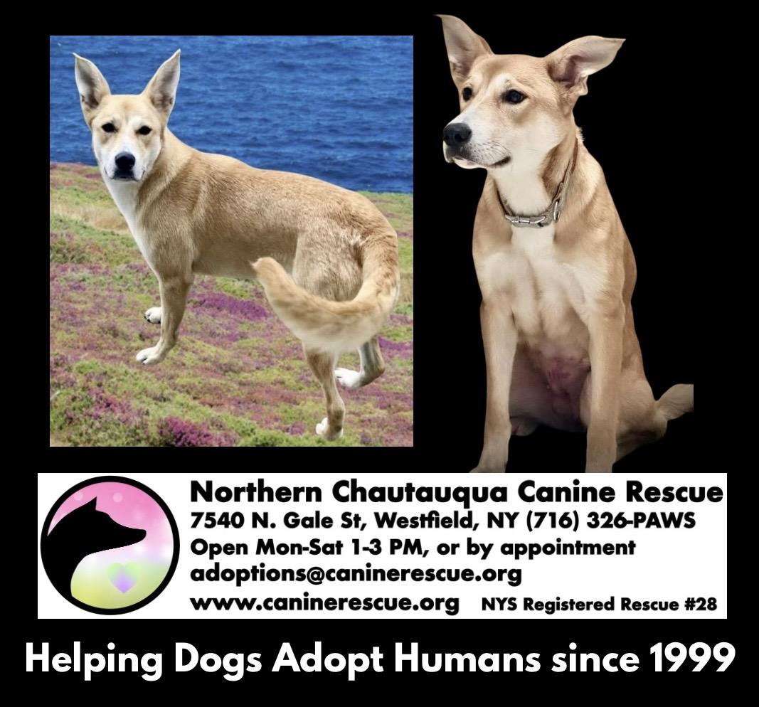 Enlarge Galinda Adoption Pending, a ADOPTABLE mixed breed in Westfield, NY image 3/6
