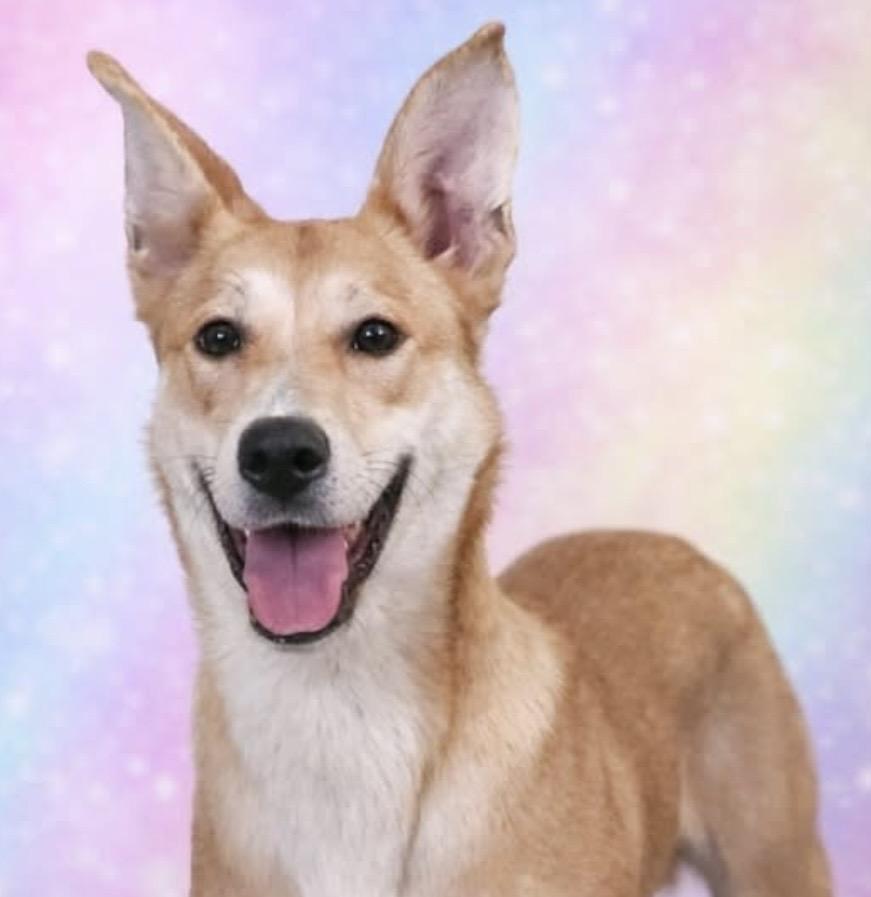 Enlarge Galinda, a ADOPTABLE mixed breed in Westfield, NY image 4/6