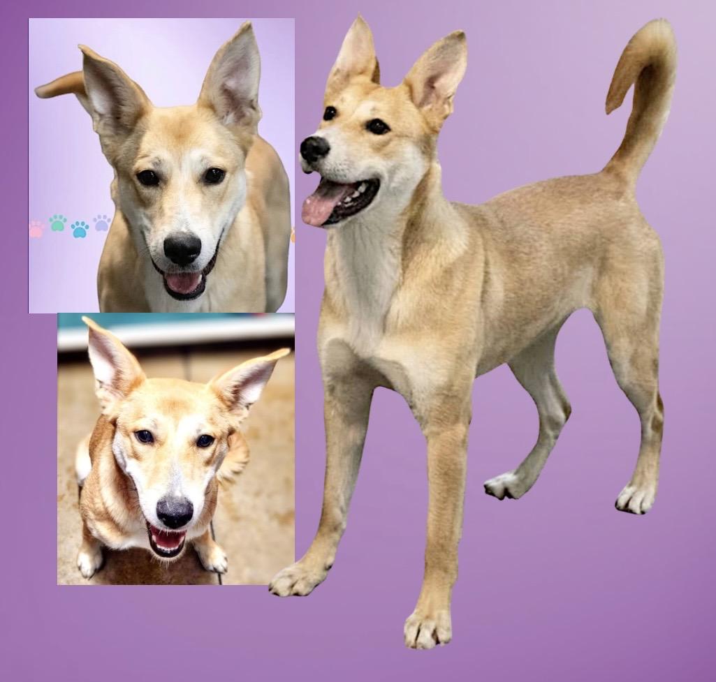 Galinda, ADOPTABLE, Adult Female Shepherd & Labrador Retriever.