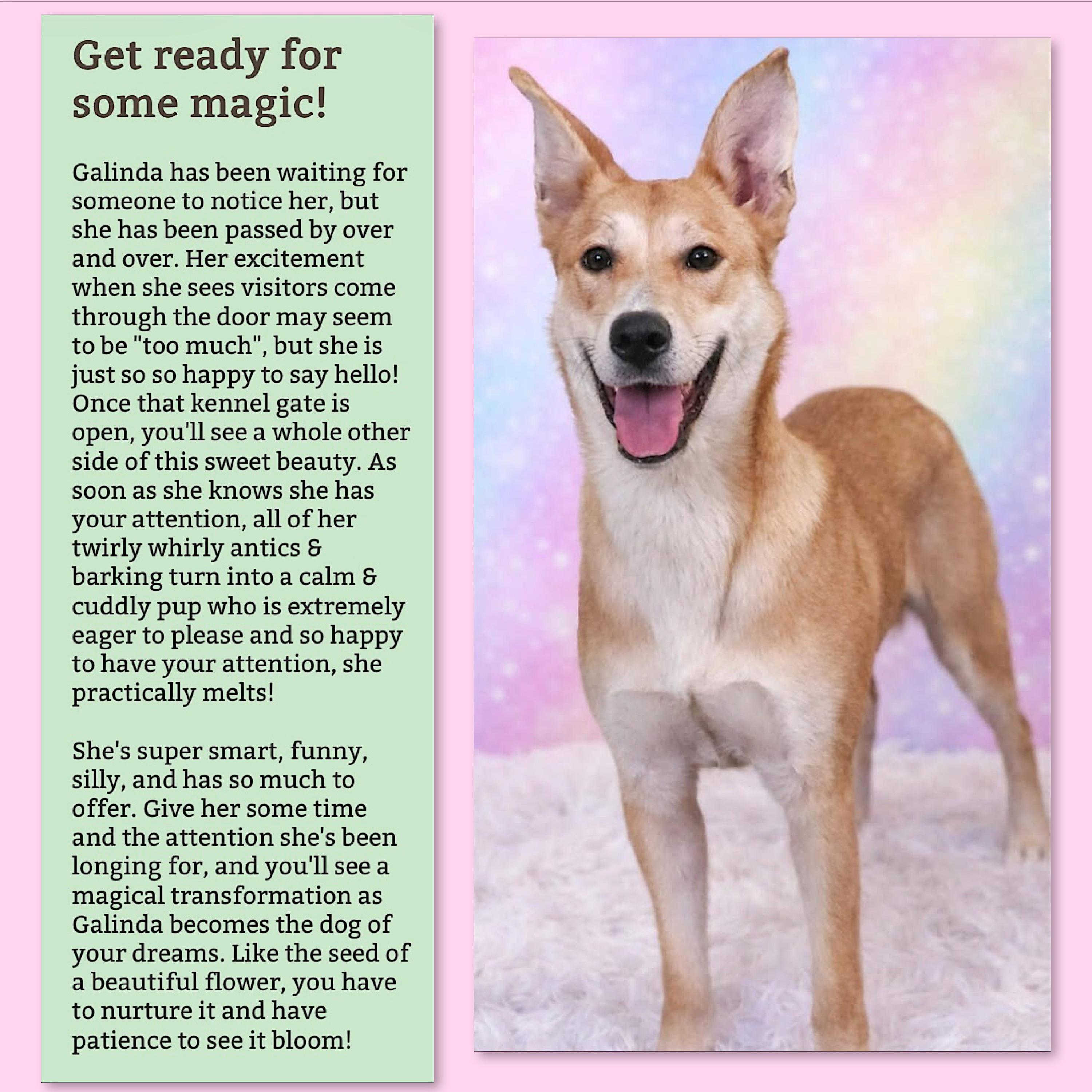 Enlarge Galinda, a ADOPTABLE mixed breed in Westfield, NY image 2/6