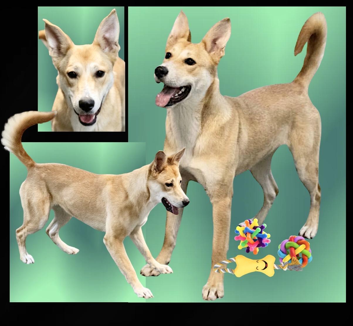 Enlarge Galinda Adoption Pending, a ADOPTABLE mixed breed in Westfield, NY image 1/6